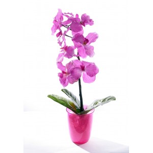 Орхидея  (11 цветков)